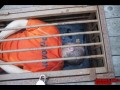 Bind Deck Cage Punishment